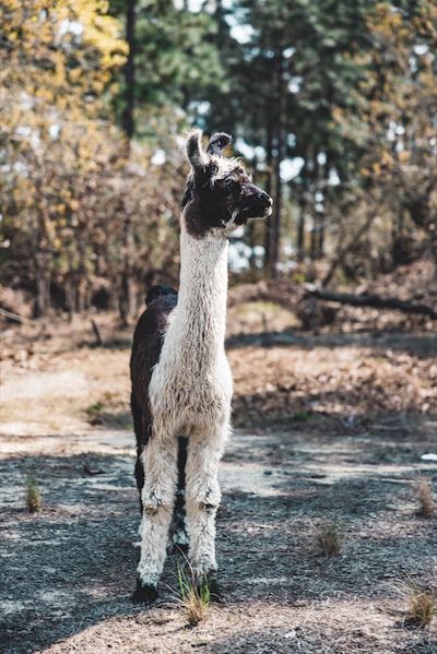 llama